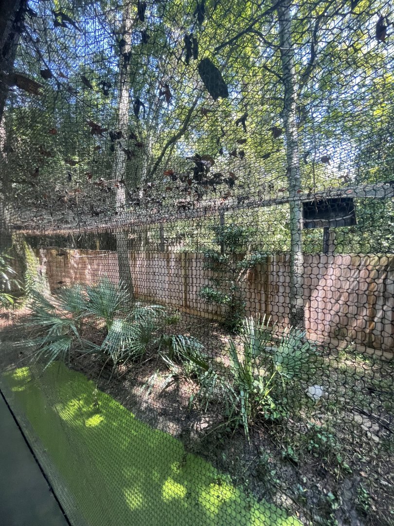 Birmingham Zoo- Barred owl and red-shouldered hawk exhibit