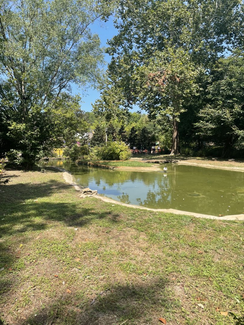Birmingham Zoo- Bird Gardens- Caribbean flamingo and black-necked swan exhibit