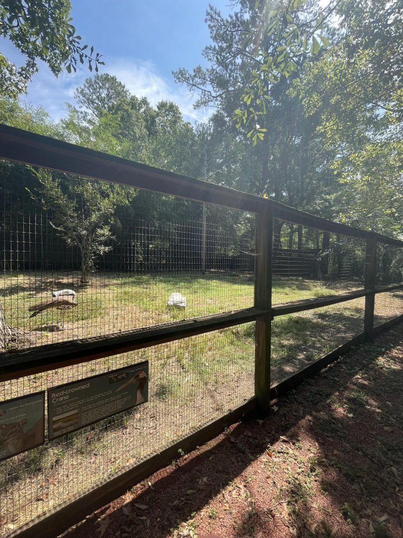 Birmingham Zoo- Bird Gardens- Kori bustard and blue duiker exhibit