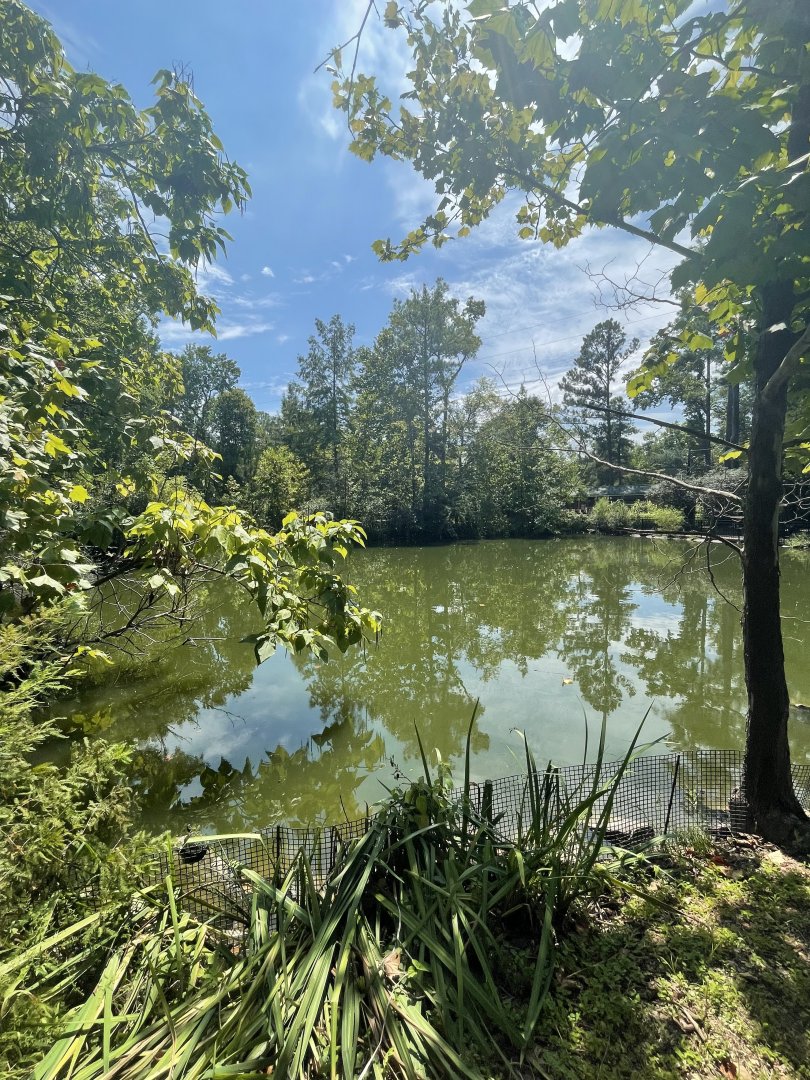 Birmingham Zoo- Bird Gardens- Mute swan pond