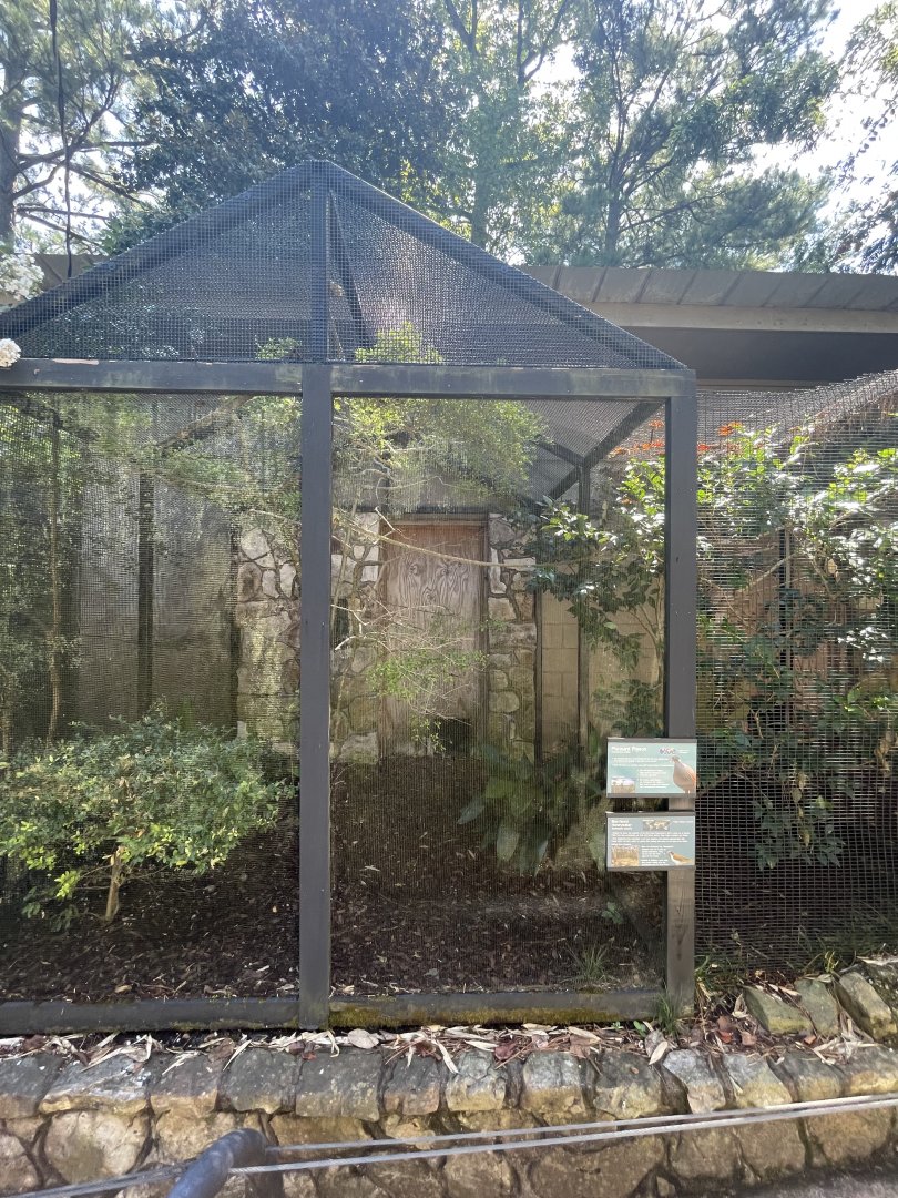 Birmingham Zoo- Bird Gardens- Pheasant pigeon and blue-crowned honeyeater exhibit