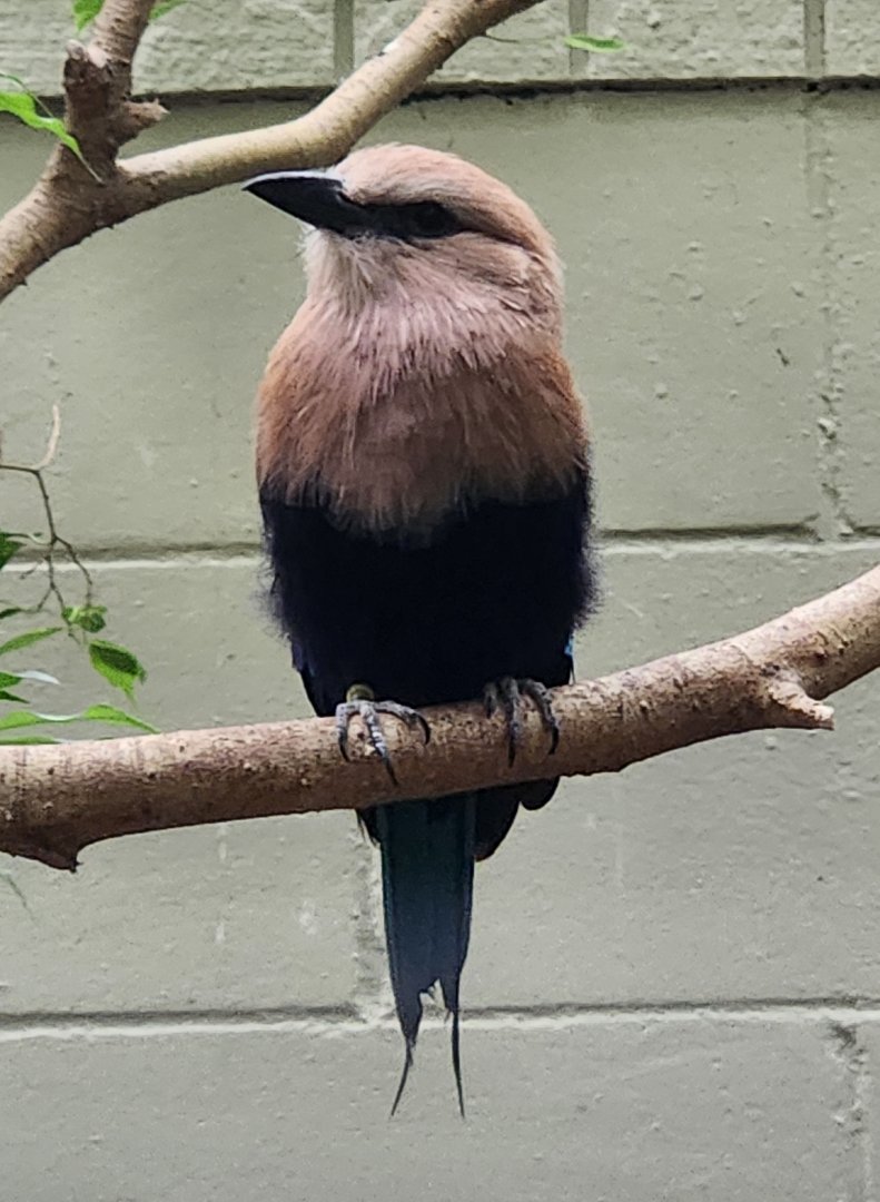 Birmingham Zoo - Blue-bellied Roller
