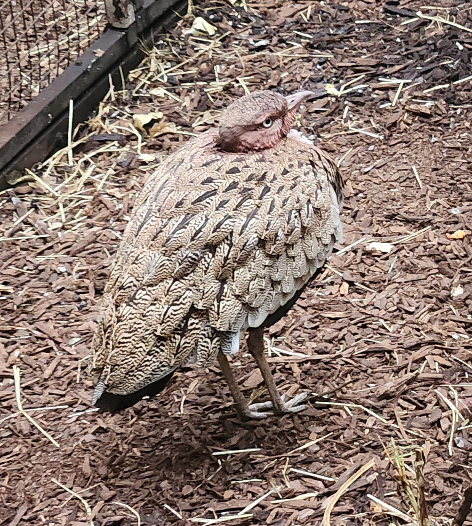 Birmingham Zoo - Buff-crested Bustard