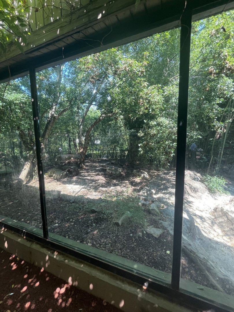 Birmingham Zoo- Cat House- African lion exhibit (temporary)