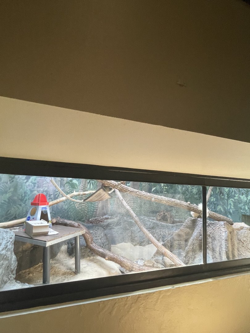 Birmingham Zoo- Cat House- Black-footed cat exhibit #1