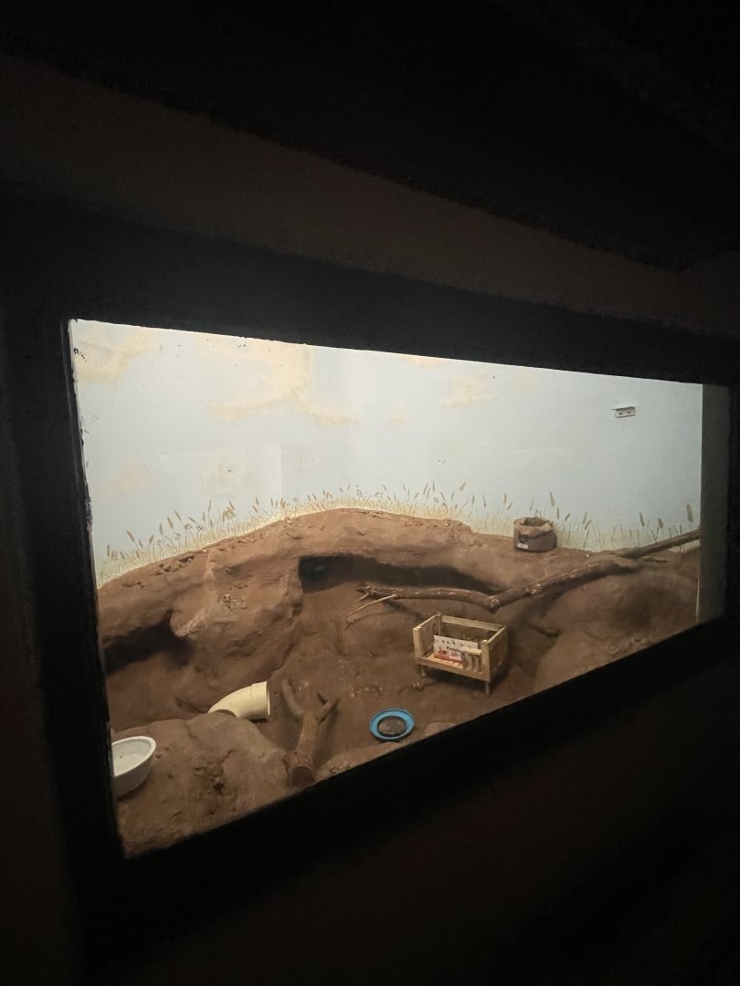 Birmingham Zoo- Cat House- Black-footed cat exhibit #2