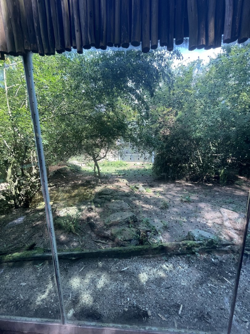 Birmingham Zoo- Cat House- Coyote exhibit