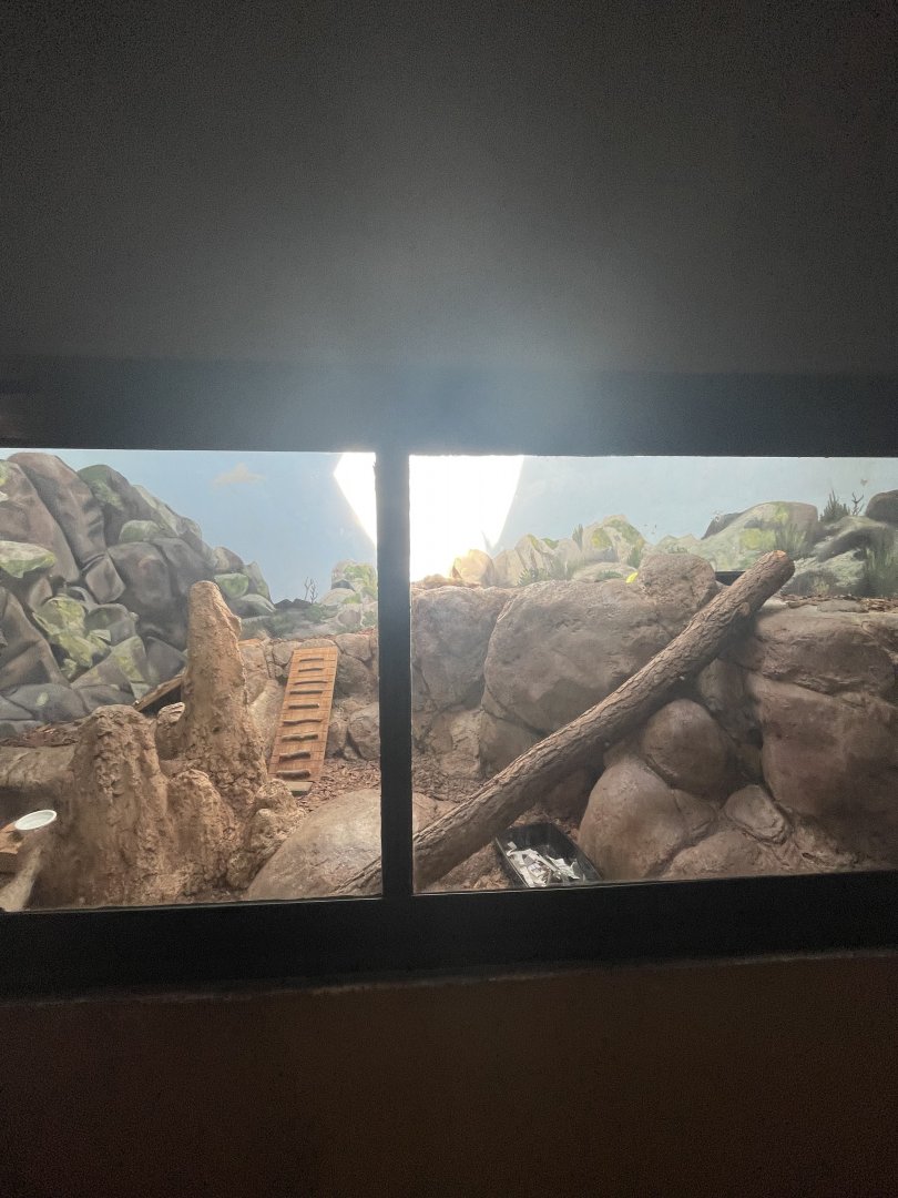 Birmingham Zoo- Cat House- Fennec fox exhibit