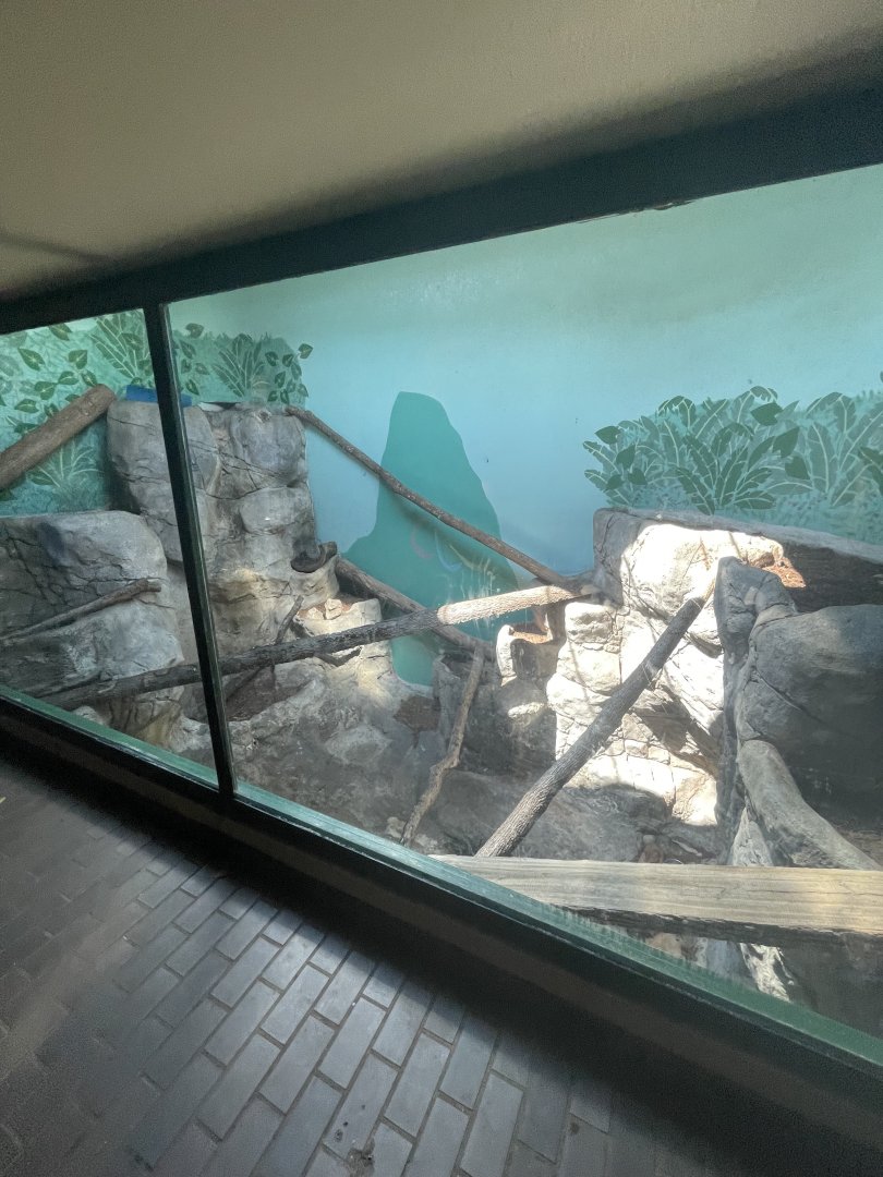 Birmingham Zoo- Cat House- Pallas’ cat exhibit #1