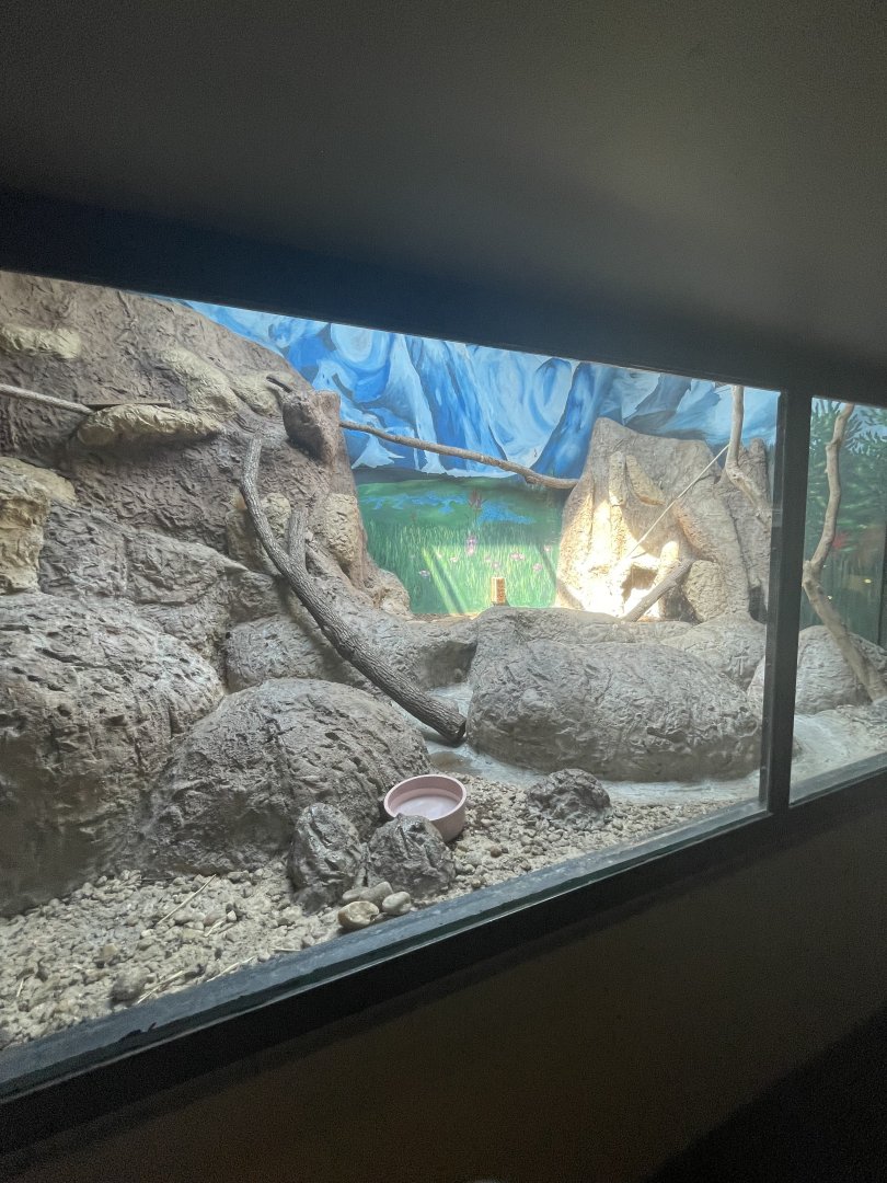 Birmingham Zoo- Cat House- Pallas’ cat exhibit #2