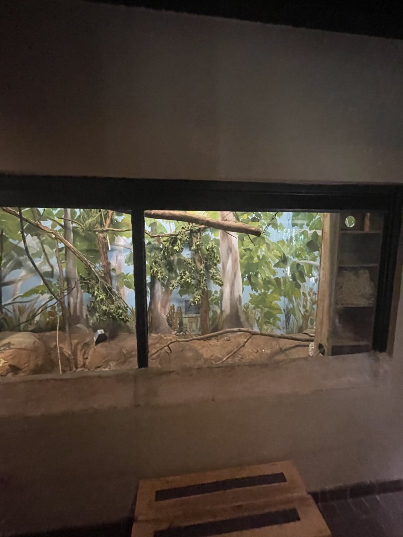 Birmingham Zoo- Cat House- Prevost’s squirrel exhibit