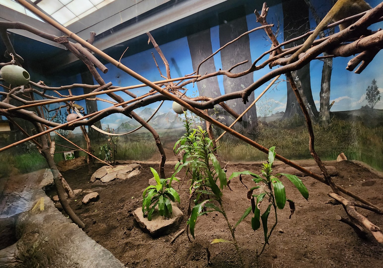 Birmingham Zoo - Common Squirrel Monkey exhibit