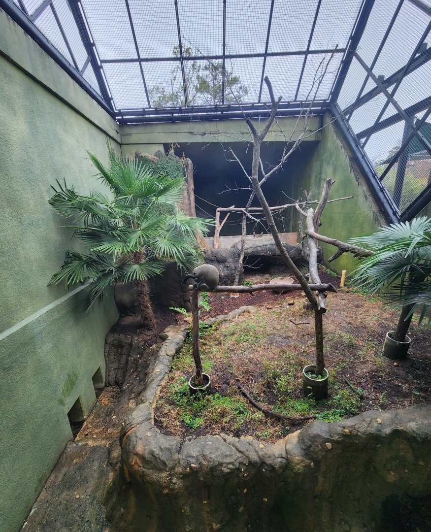 Birmingham Zoo - De Brazza Monkey exhibit