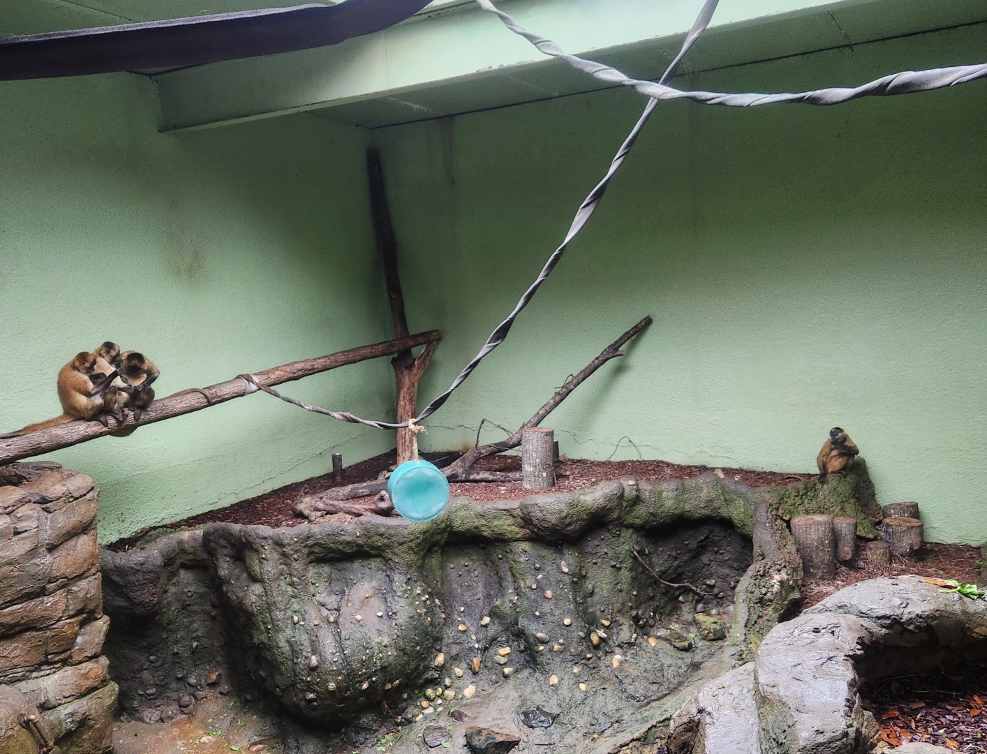 Birmingham Zoo - Geoffroy's Spider Monkey exhibit