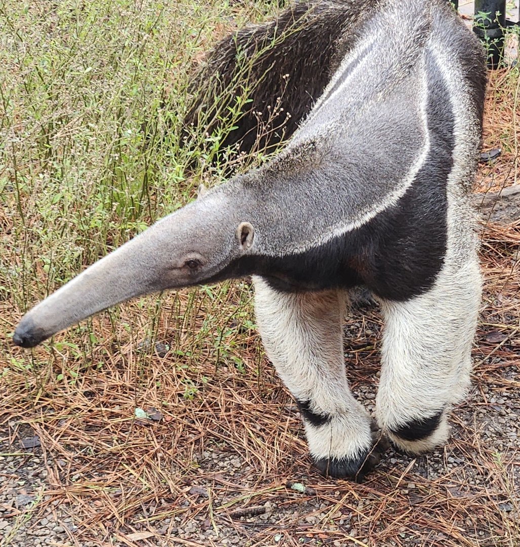 Birmingham Zoo - Giant Anteater