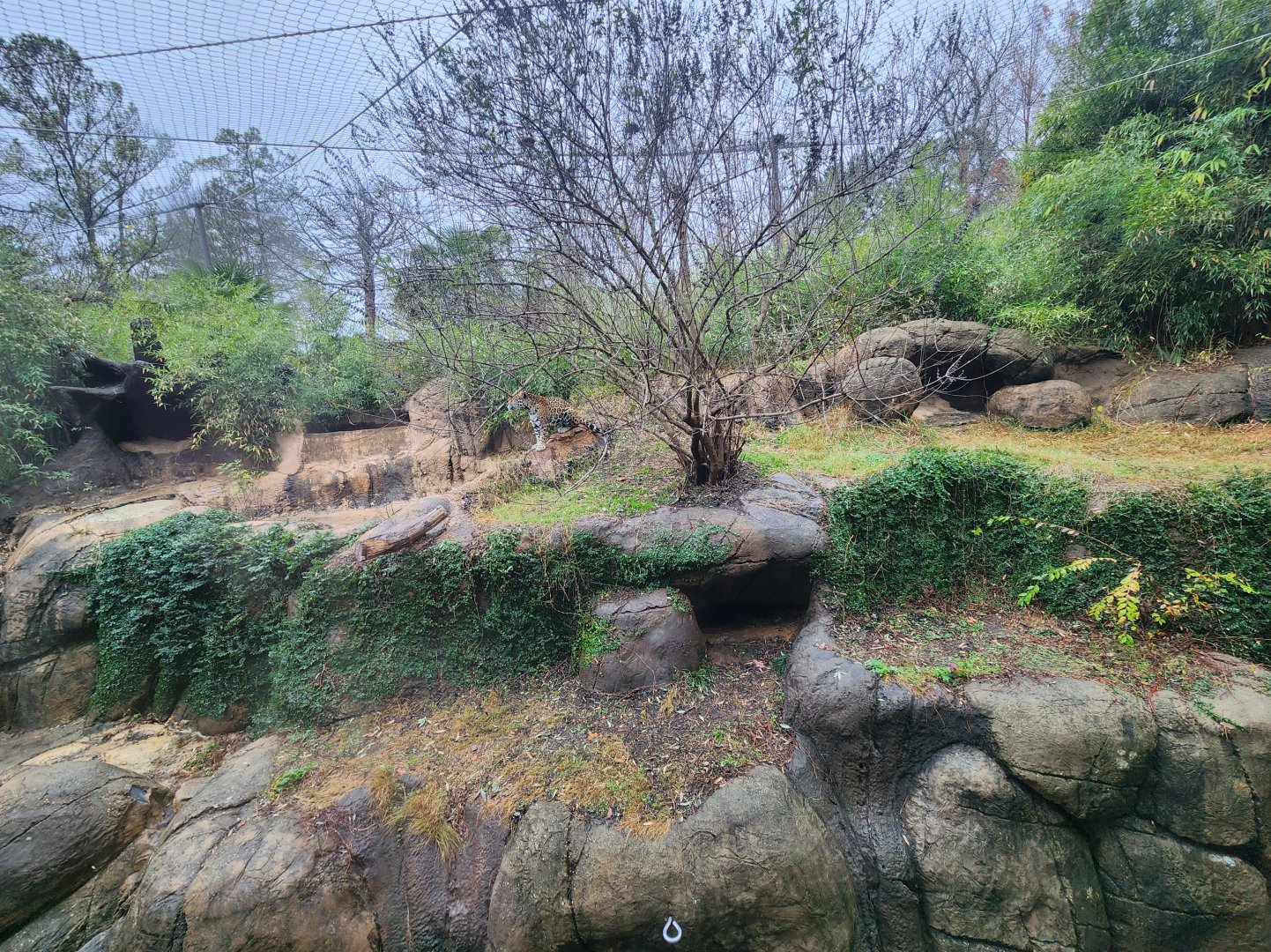 Birmingham Zoo - Jaguar exhibit