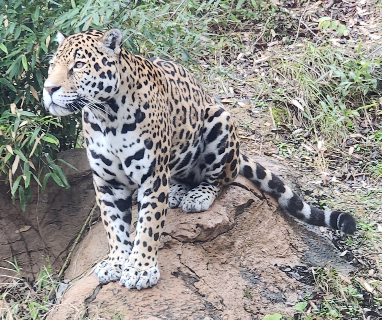 Birmingham Zoo - Jaguar