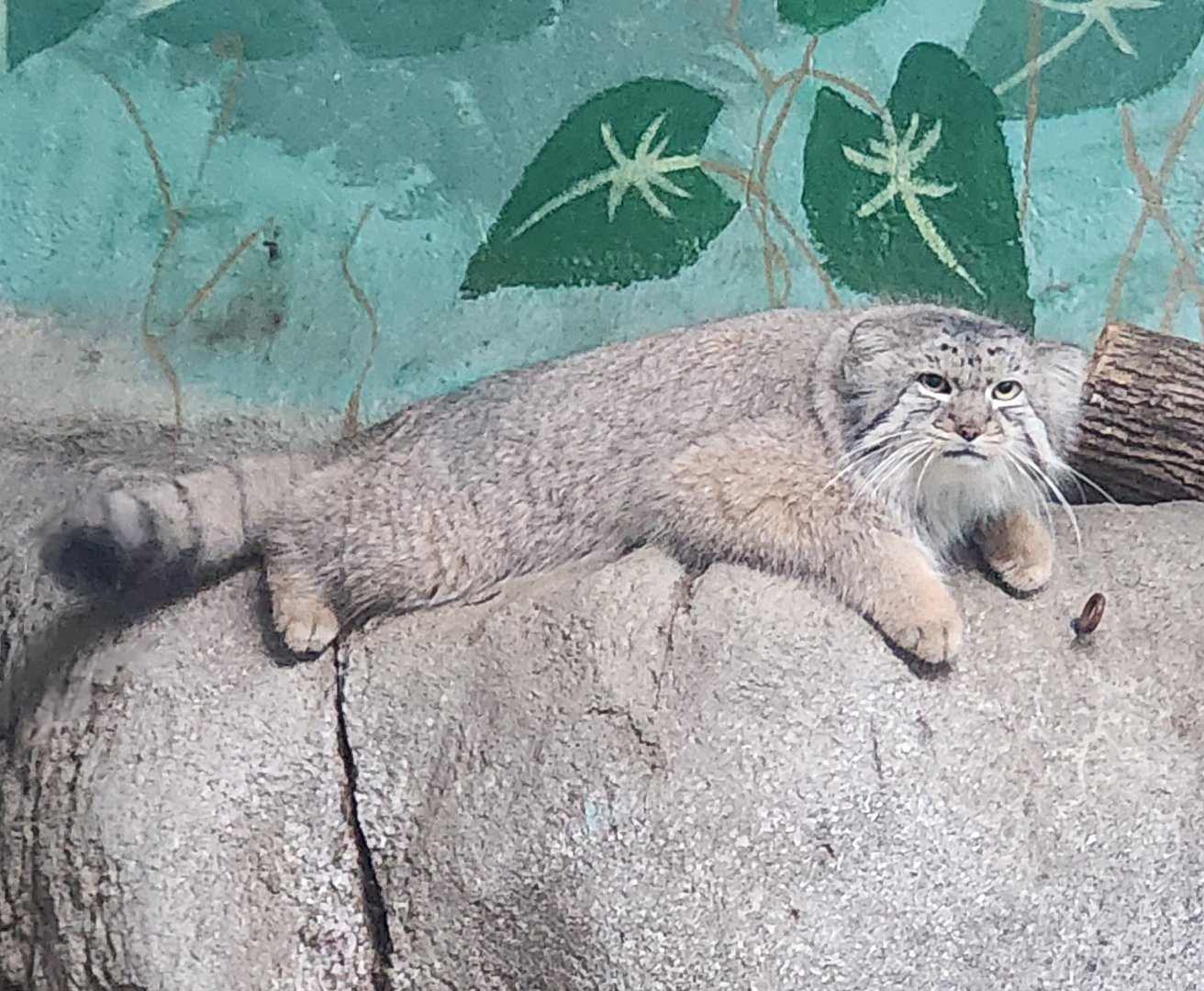 Birmingham Zoo - Pallas's Cat