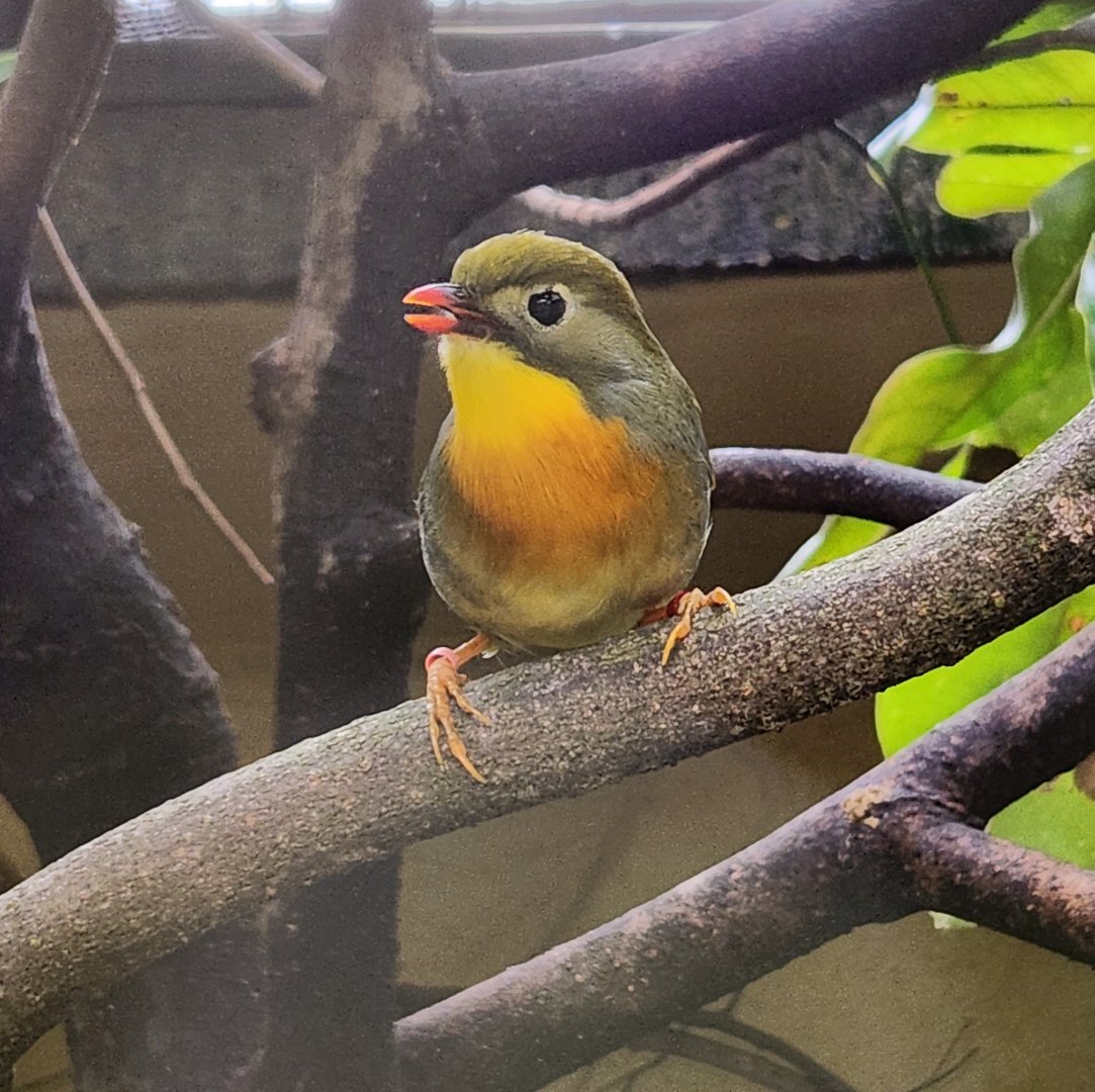 Birmingham Zoo - Pekin Robin