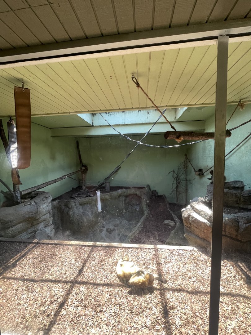 Birmingham Zoo- Primate House- Black-handed spider monkey indoor exhibit