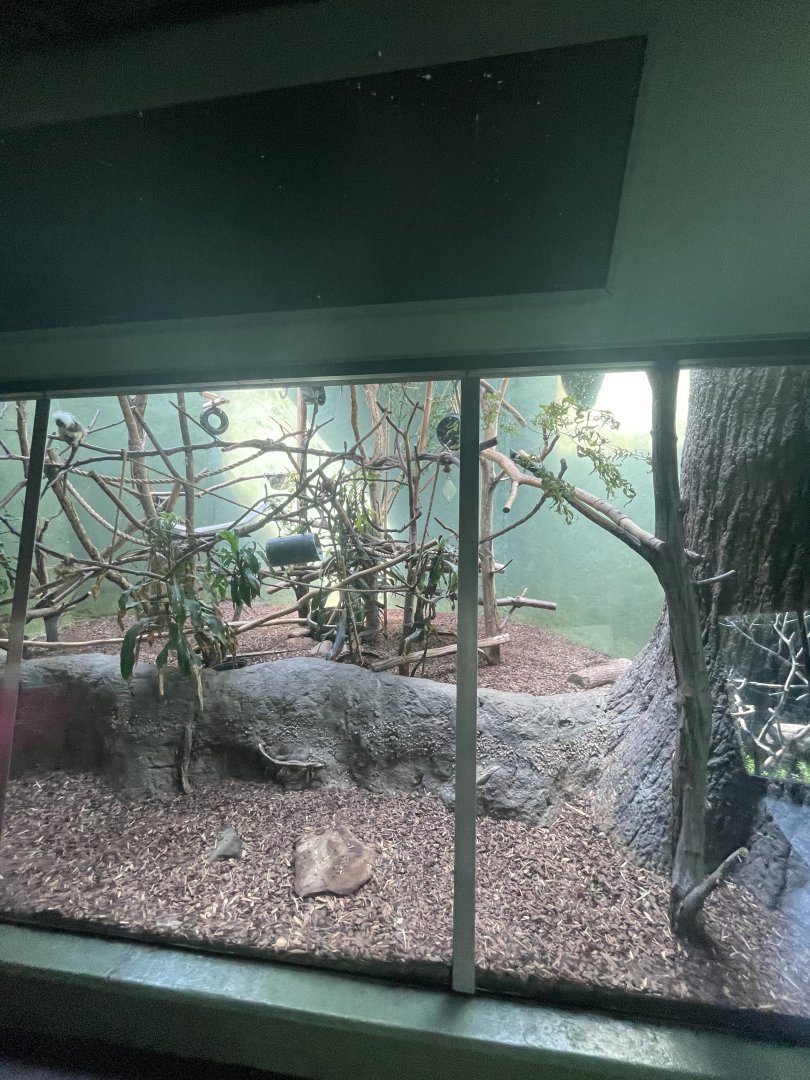 Birmingham Zoo- Primate House- Cotton-top tamarin exhibit