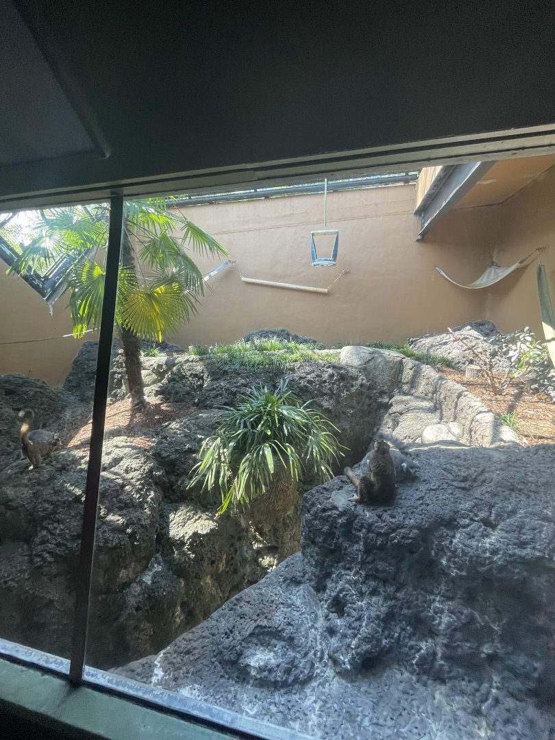 Birmingham Zoo- Primate House- Crowned lemur and ring-tailed lemur exhibit