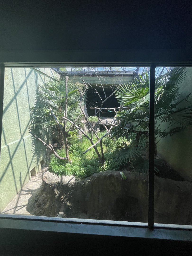 Birmingham Zoo- Primate House- DeBrazza’s monkey and Cape porcupine exhibit