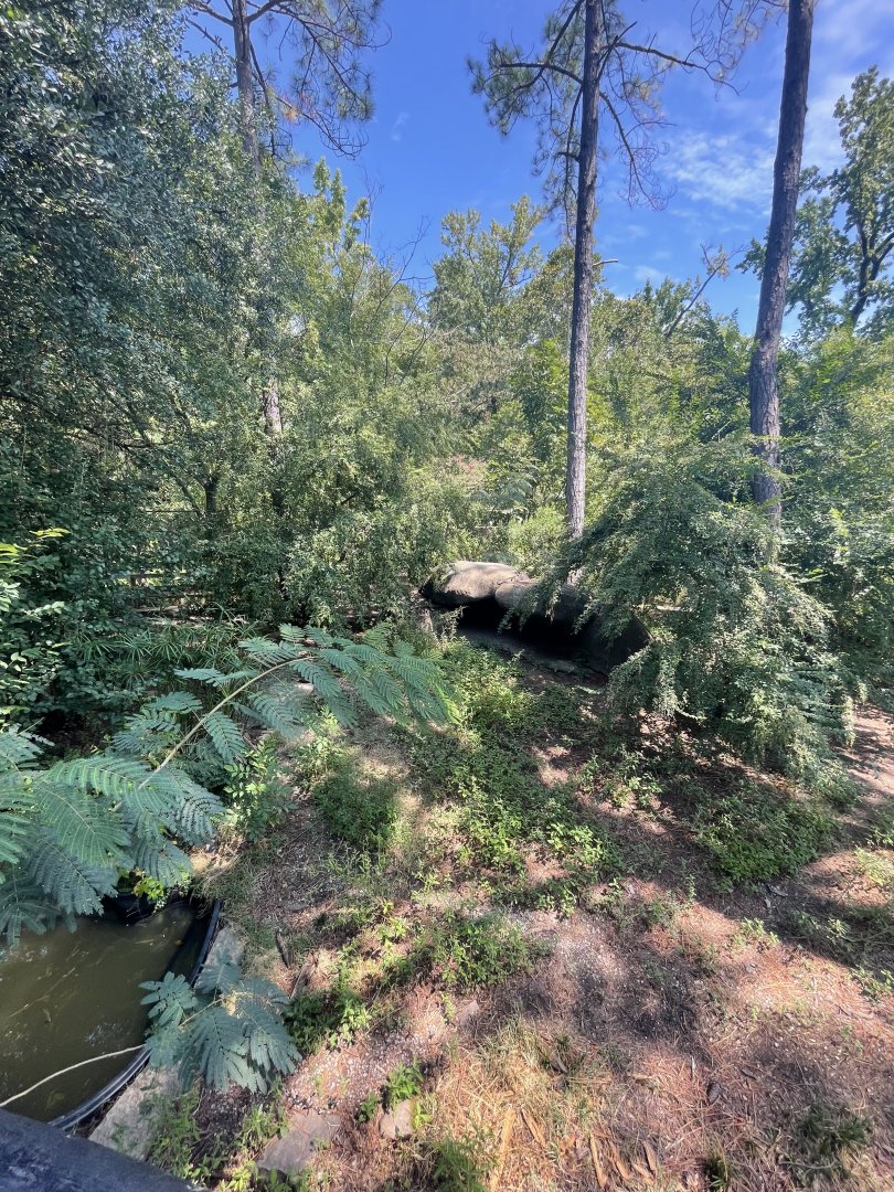 Birmingham Zoo- Primate House- Giant anteater exhibit