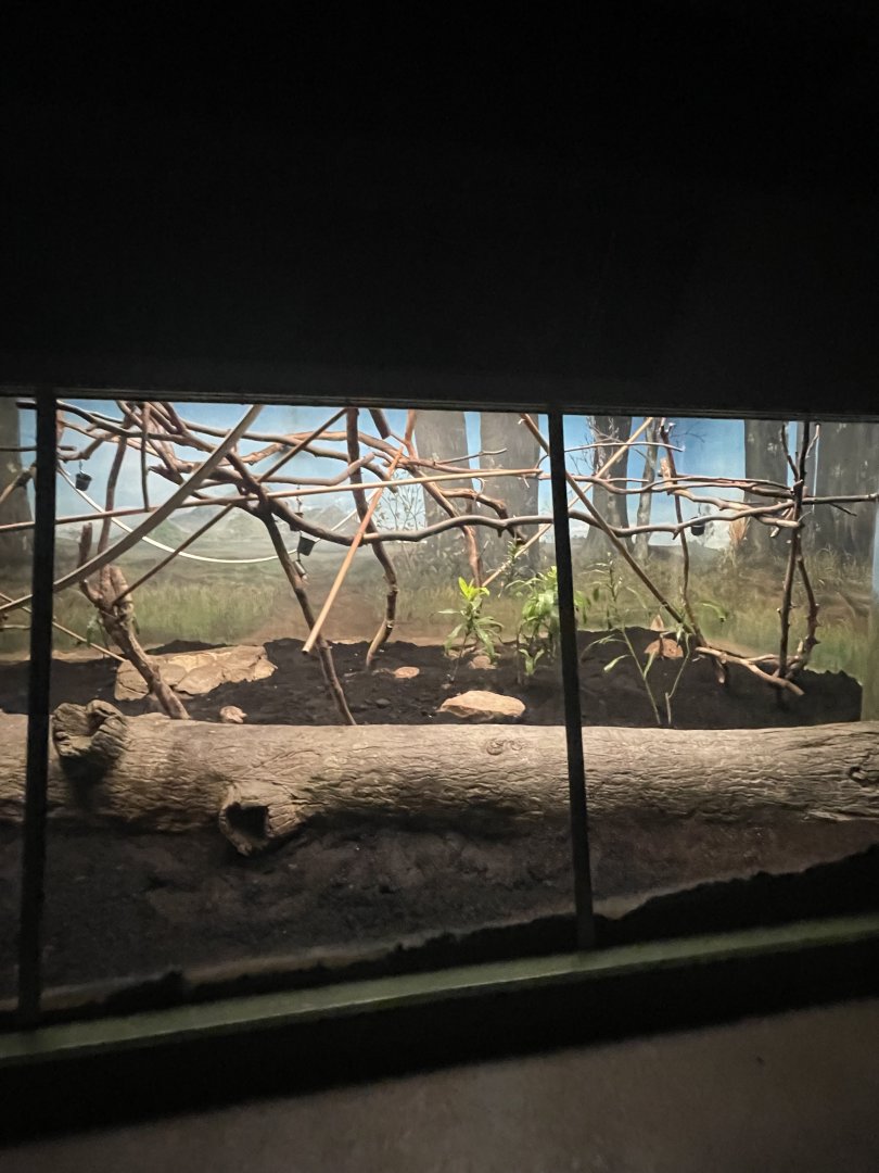 Birmingham Zoo- Primate House- Squirrel monkey exhibit