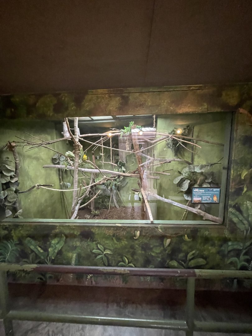 Birmingham Zoo- Primate House- Taveta golden weaver exhibit