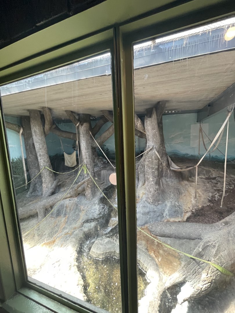 Birmingham Zoo- Primate House- Terrible Sumatran orangutan exhibit