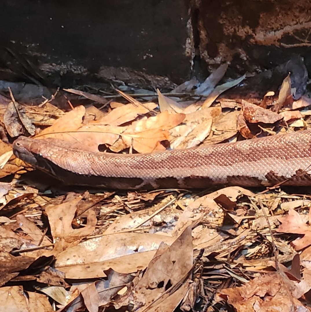 Birmingham Zoo - Python brongersmai
