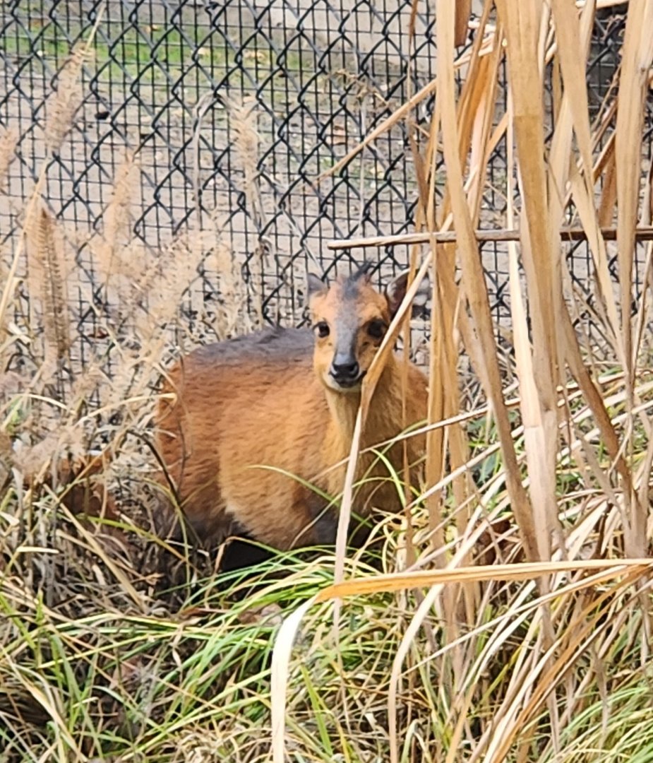 Birmingham Zoo - Red-flanked Duiker