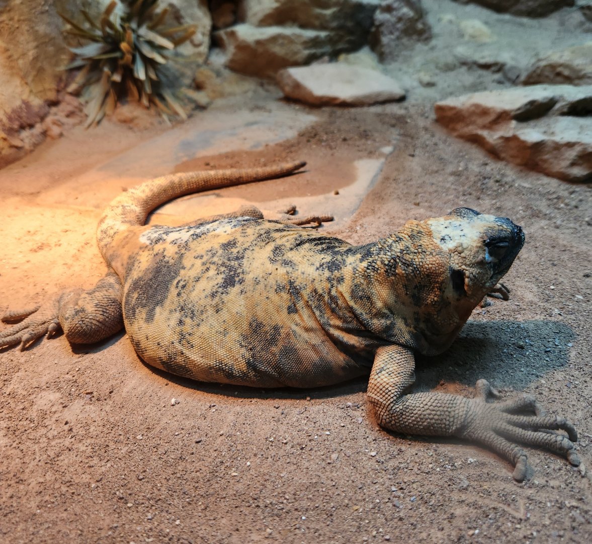 Birmingham Zoo -  Sauromalus varius