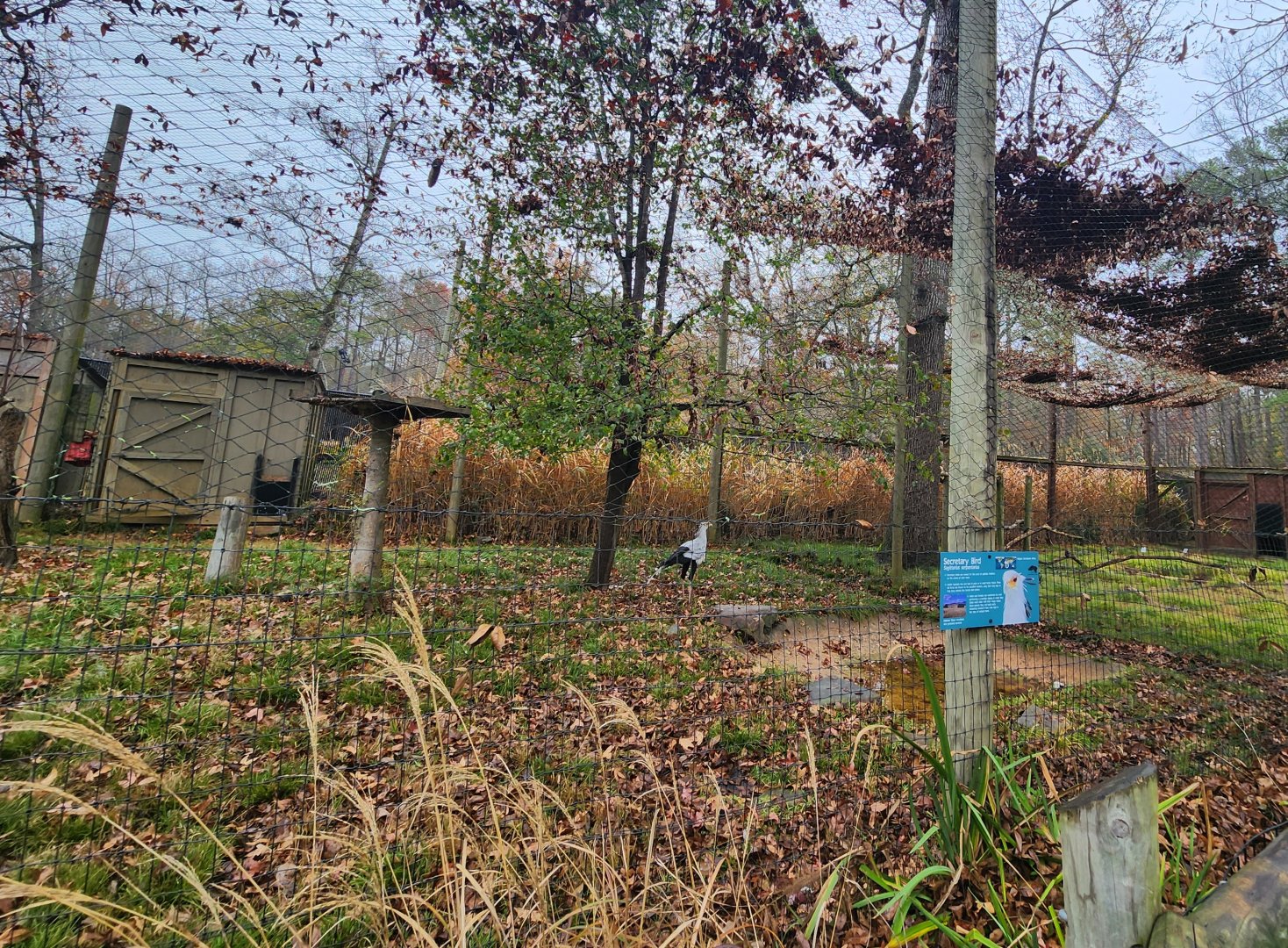 Birmingham Zoo - Secretary Bird exhibit