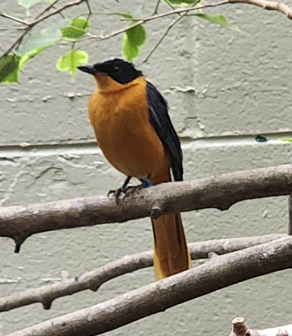 Birmingham Zoo - Snowy-crowned Robin Chat