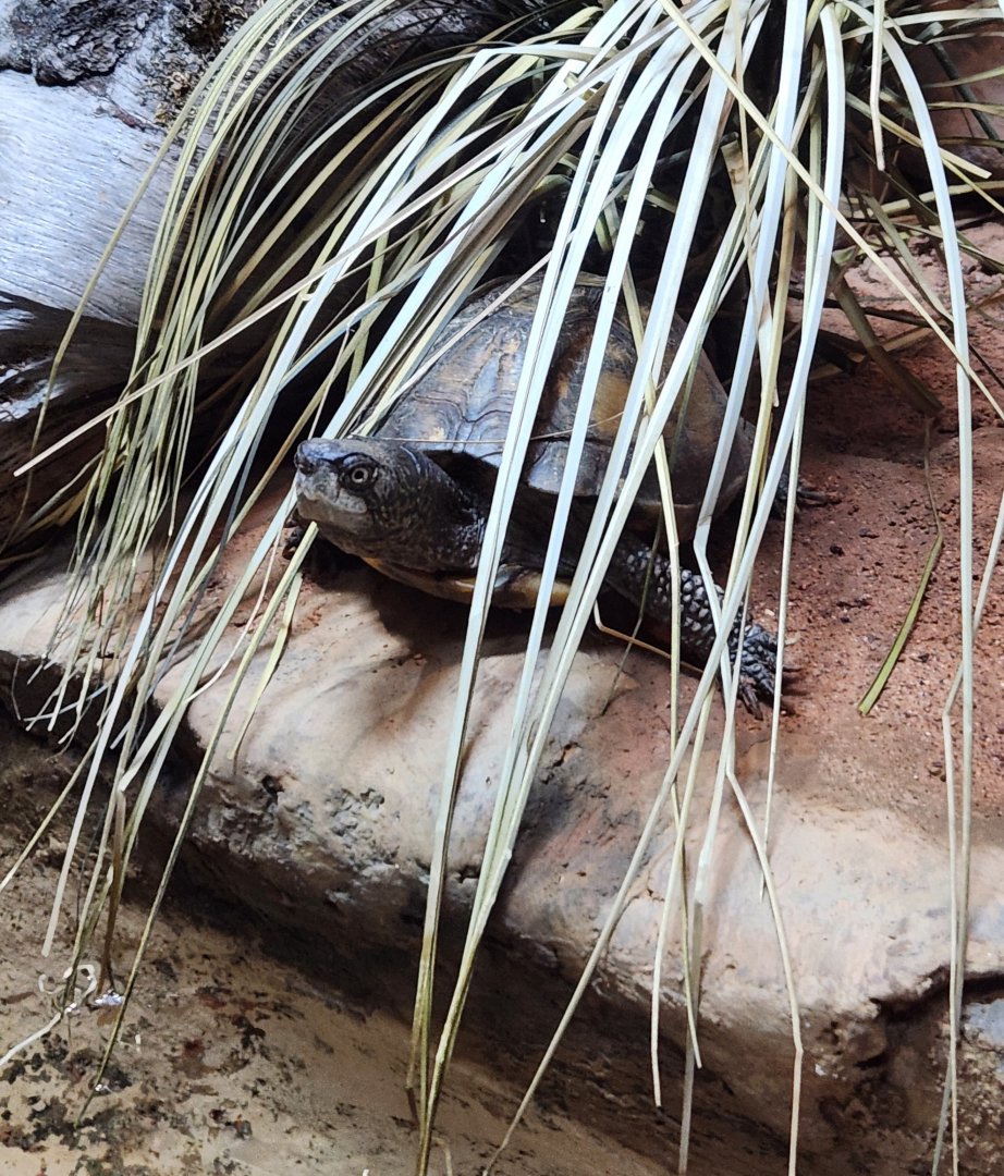 Birmingham Zoo - Terrapene coahuila