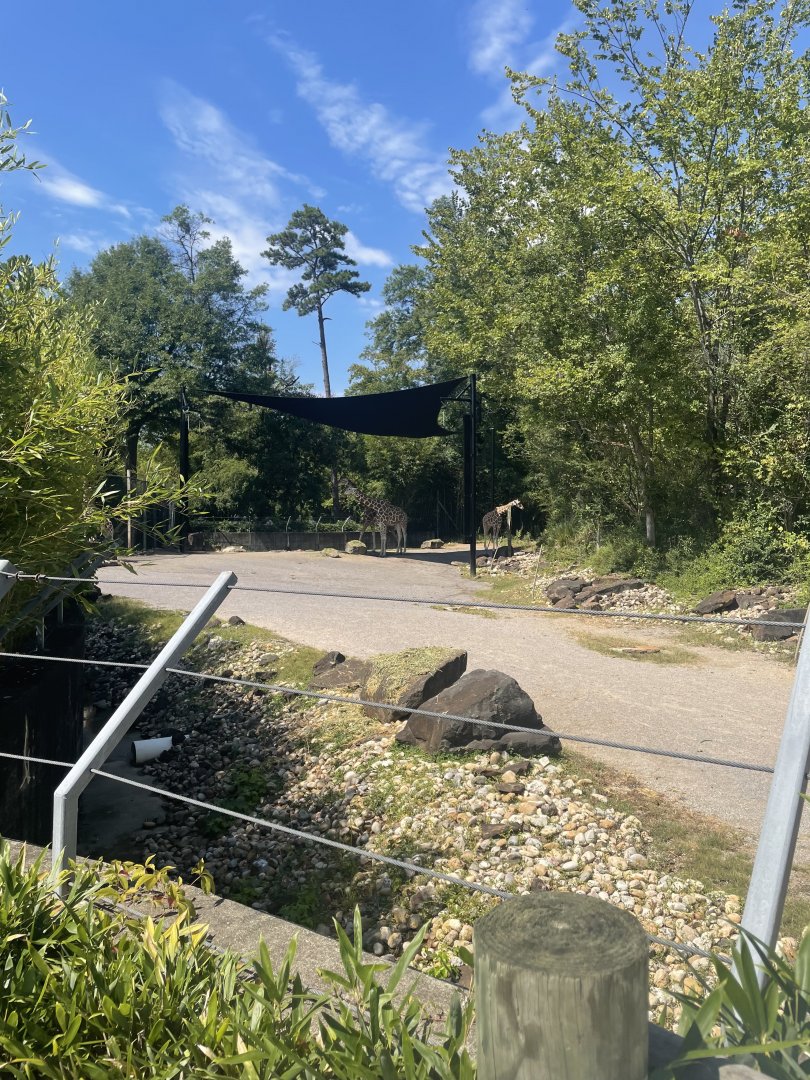 Birmingham Zoo- Trails of Africa- Giraffe, ostrich, and zebra exhibit