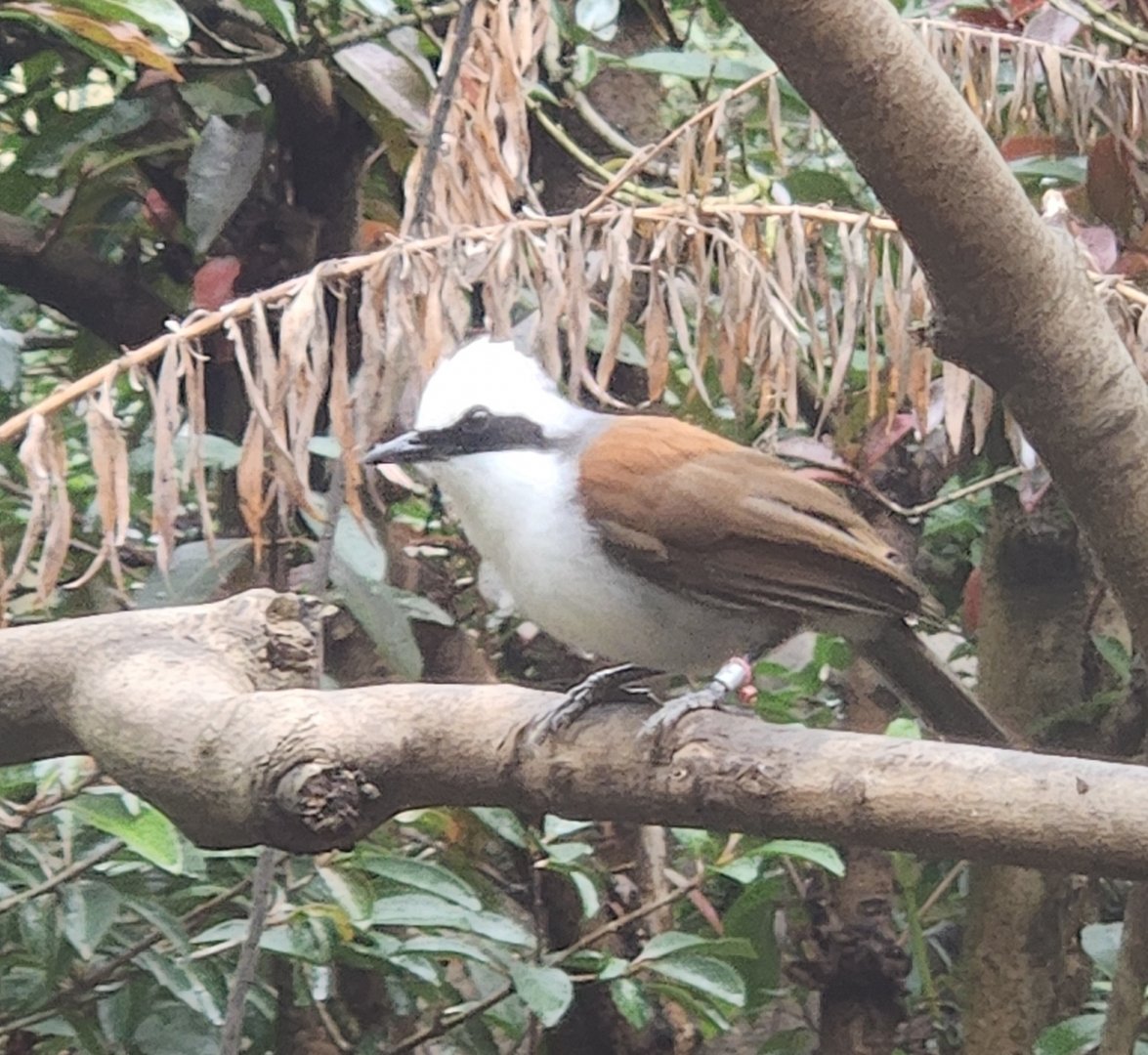 Birmingham Zoo - White-crested Laughingthrush