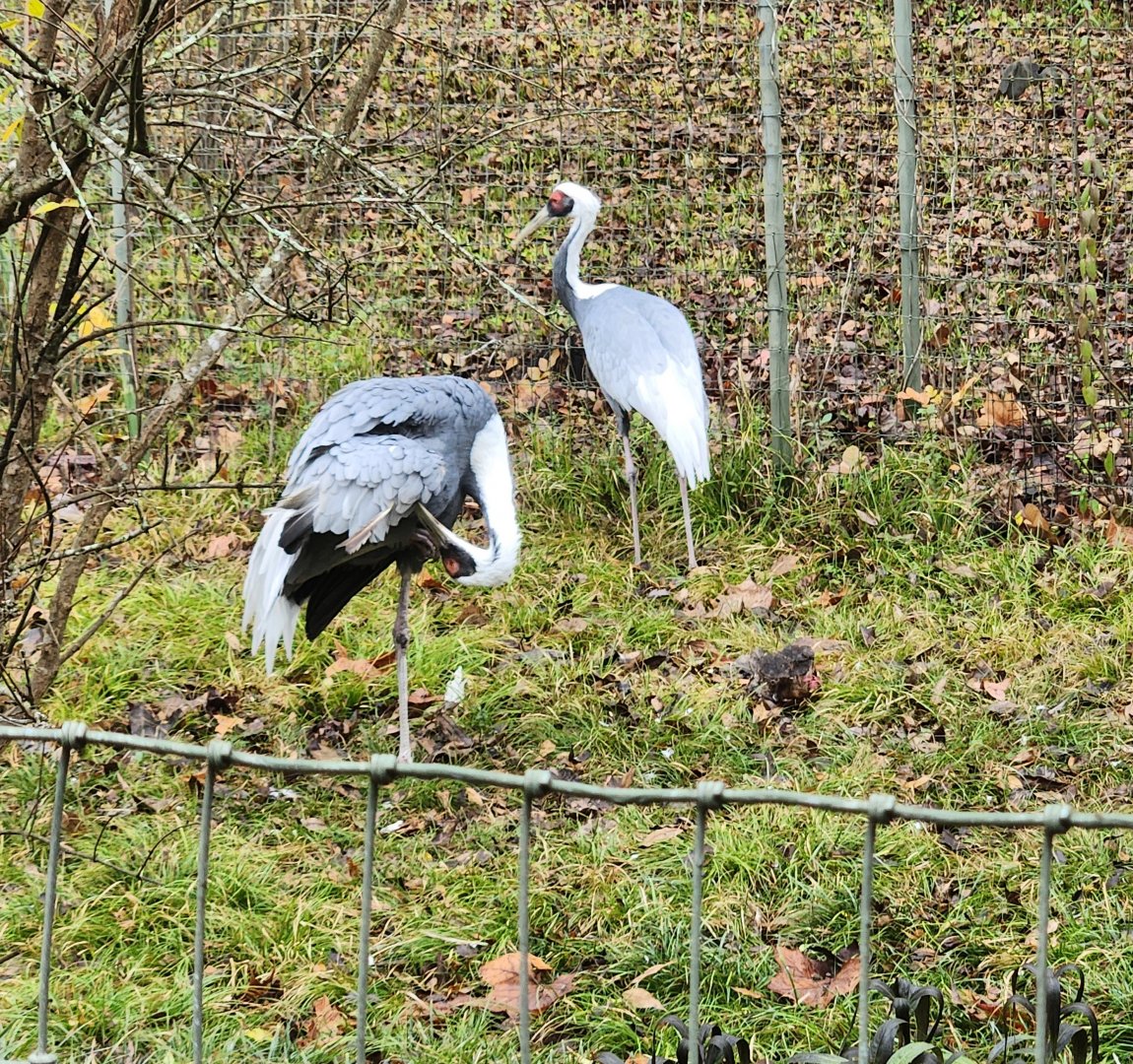 Birmingham Zoo - White-naped Crane