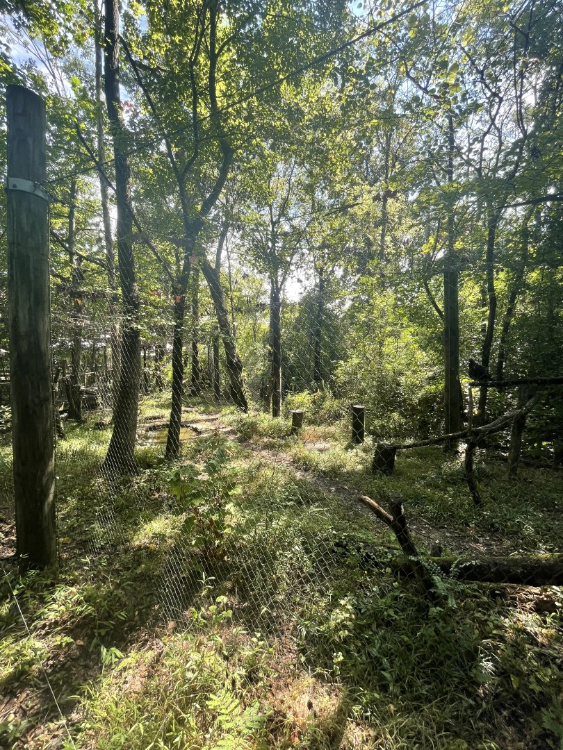 Birmingham Zoo- Wilds of Alabama- Golden eagle aviary