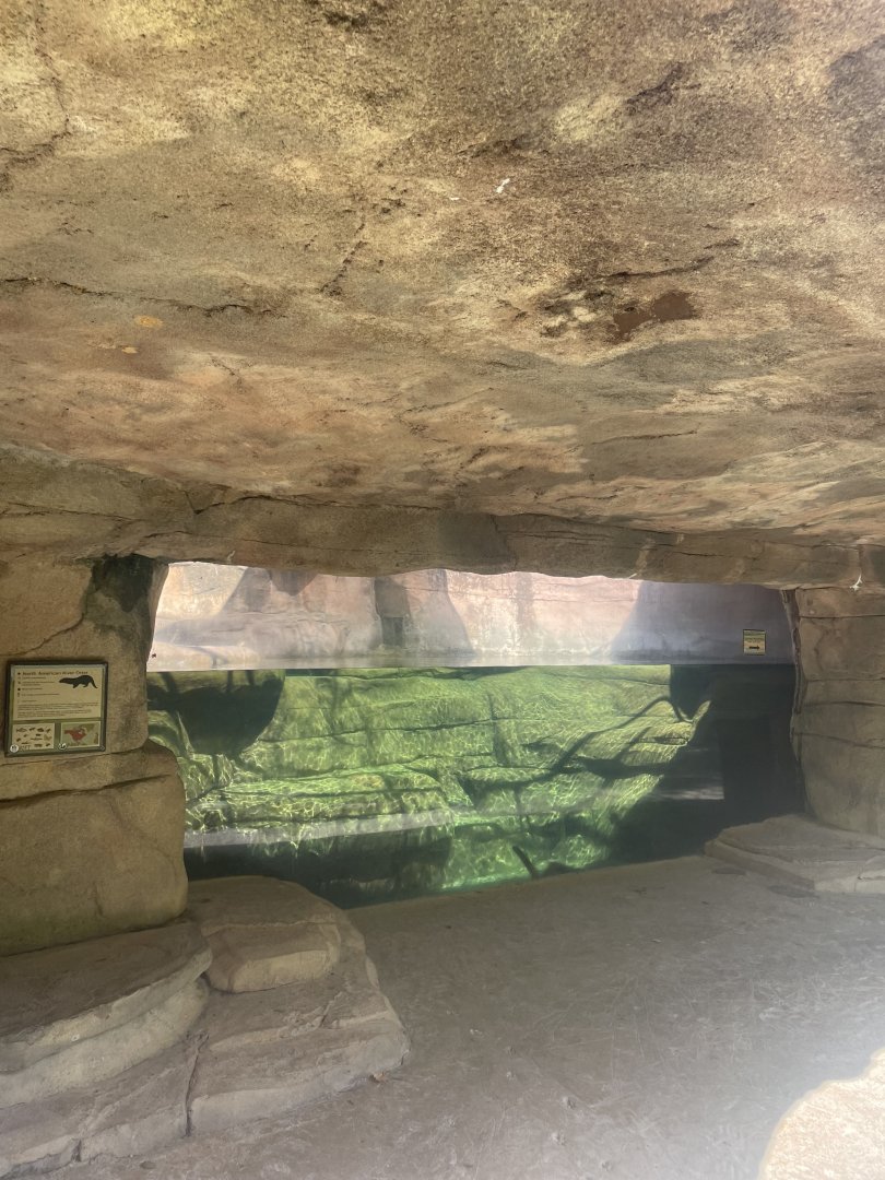 Birmingham Zoo- Wilds of Alabama- River otter exhibit #1