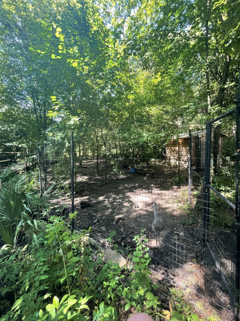 Birmingham Zoo- Wilds of Alabama- Sandhill crane exhibit
