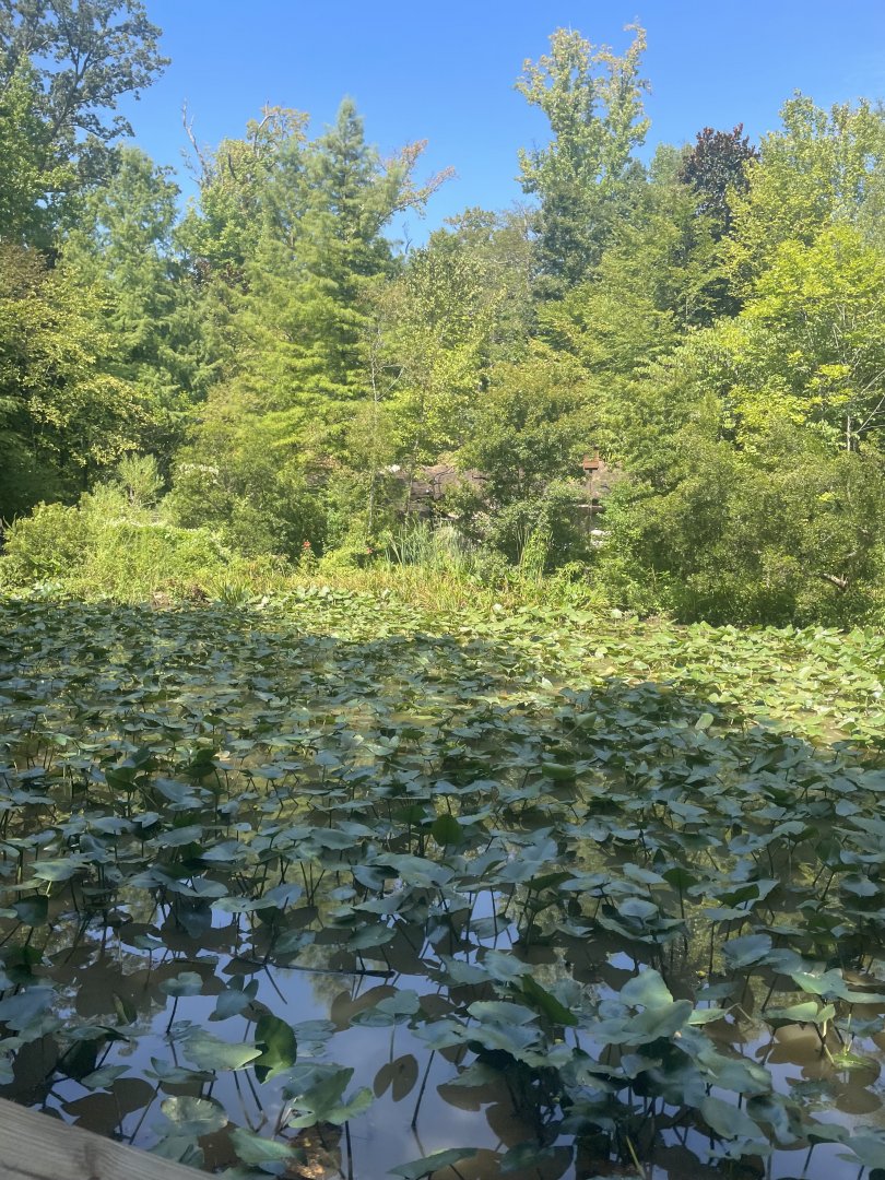 Birmingham Zoo- Wilds of Alabama- Swamp