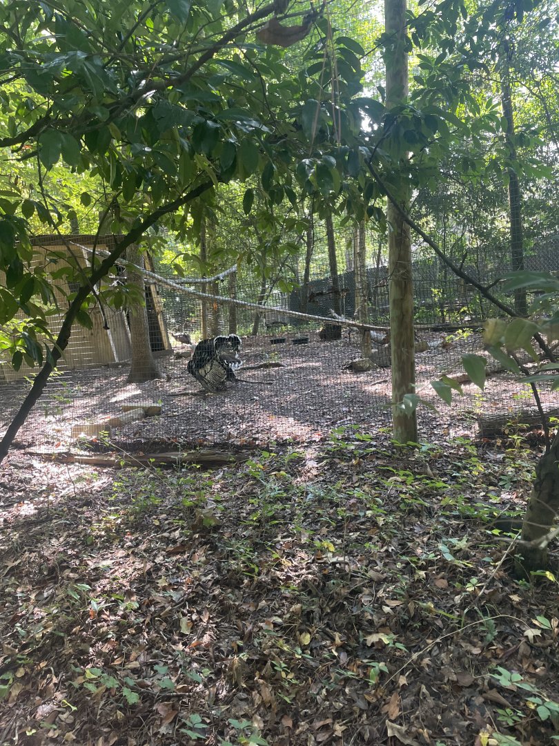 Birmingham Zoo- Wilds of Alabama- Wild turkey exhibit