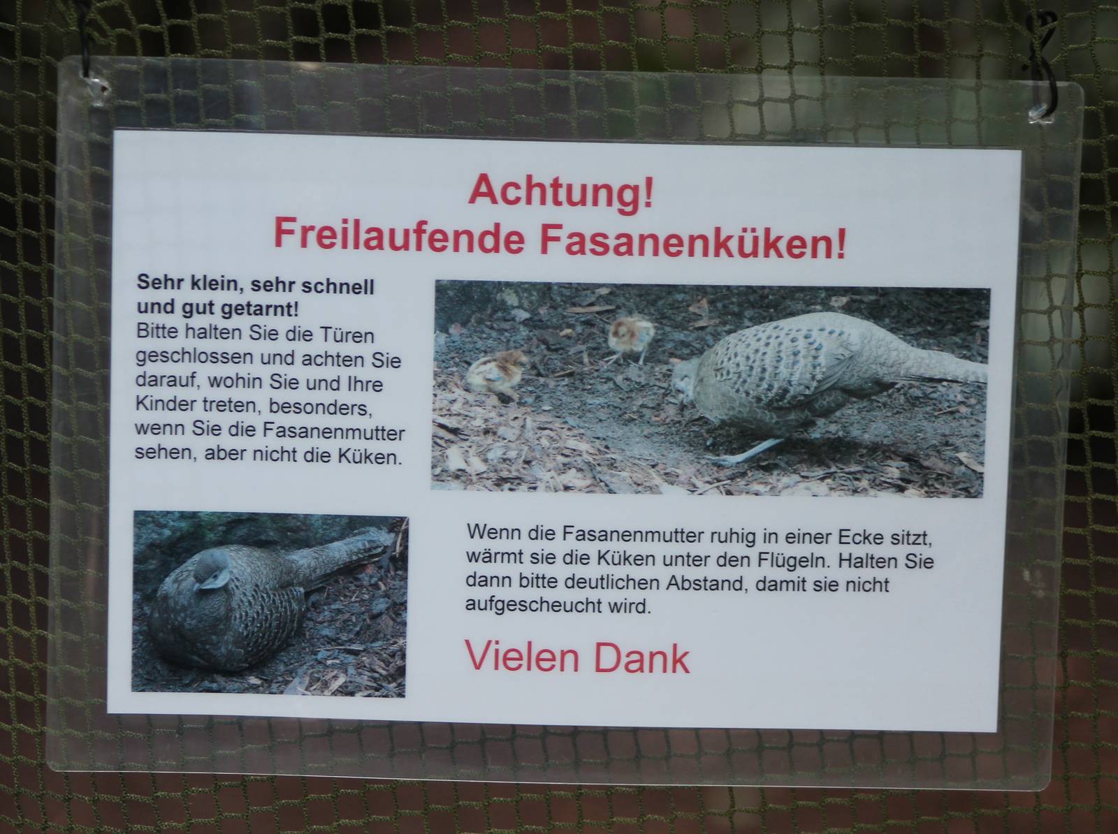 Birth and warning-sign Grey peacock pheasant