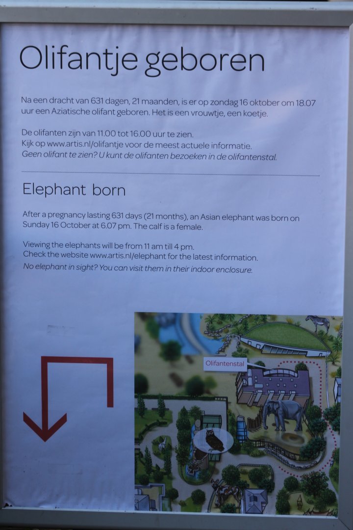 Birth info Asian Elephant