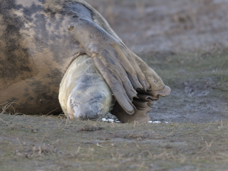 Birth of a grey seal (1)