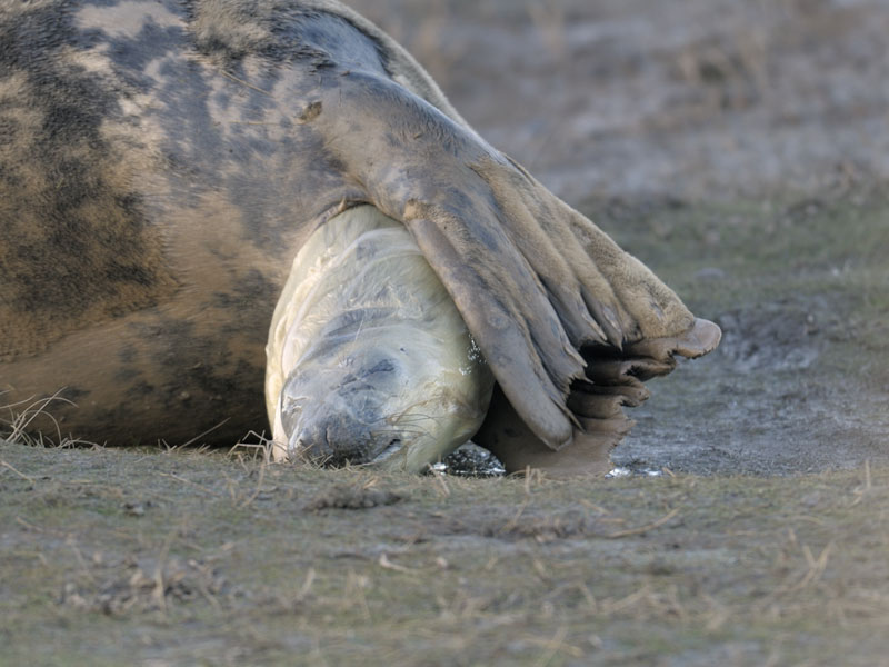 Birth of a grey seal (2)