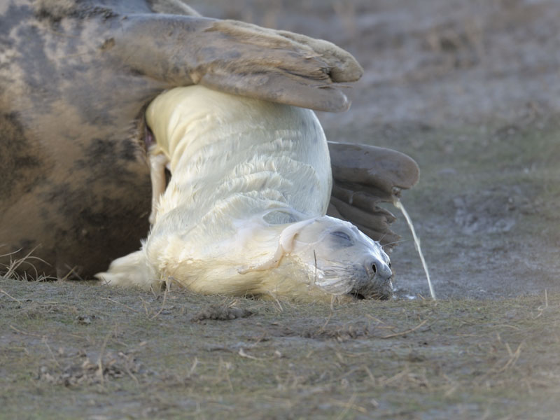 Birth of a grey seal (3)